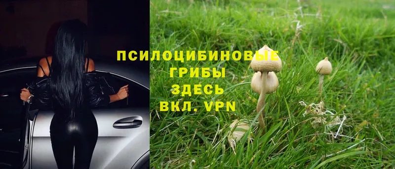 Галлюциногенные грибы Cubensis  Алатырь 